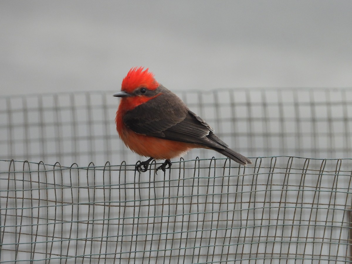 Vermilion Flycatcher - ML642661564