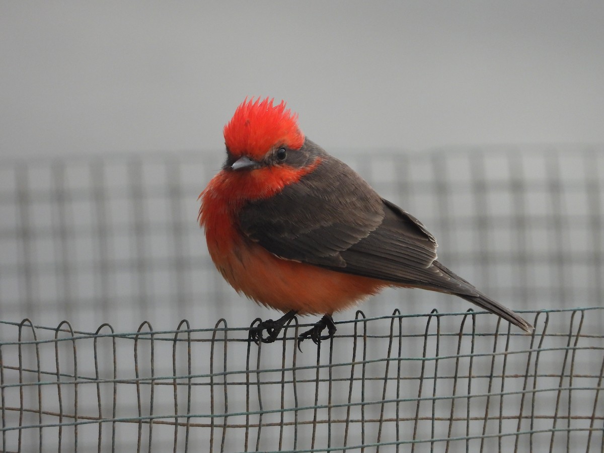Vermilion Flycatcher - ML642661565