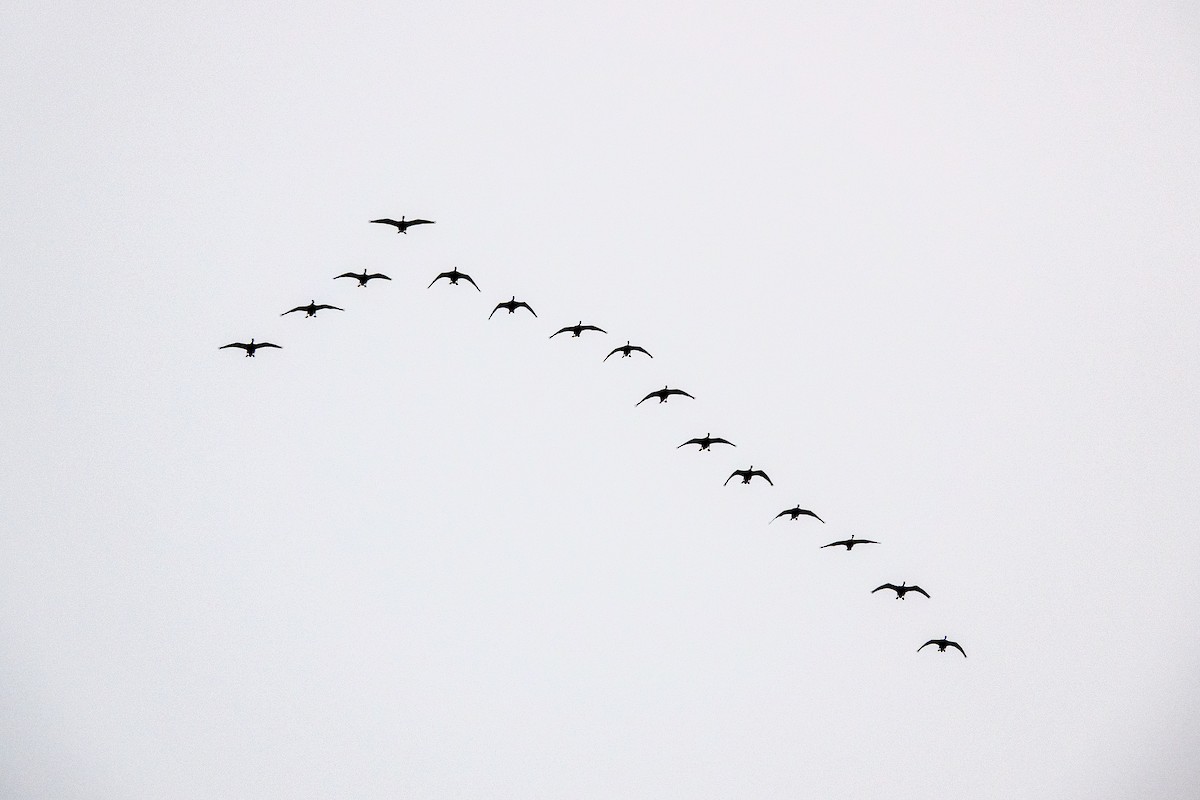Pink-footed Goose - ML642661578