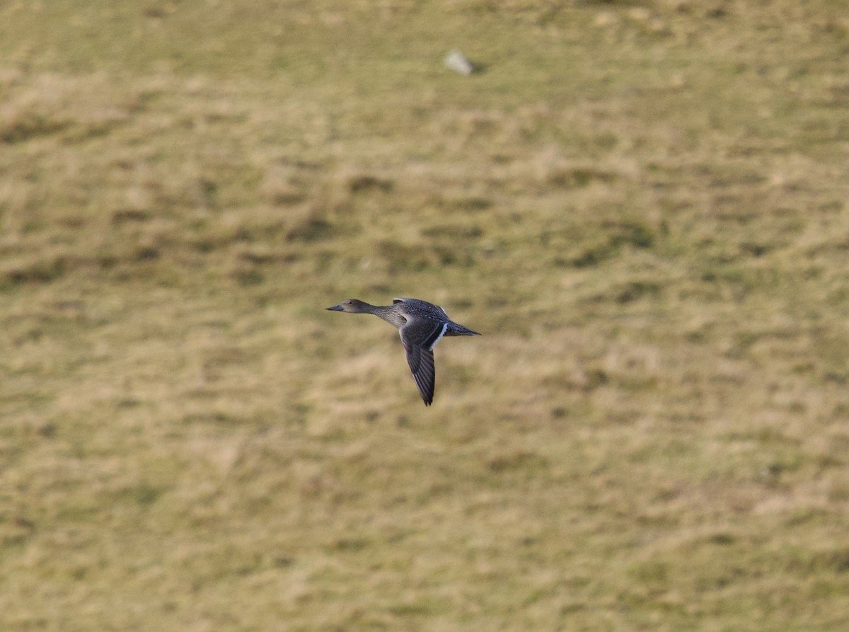 Northern Pintail - ML642661581