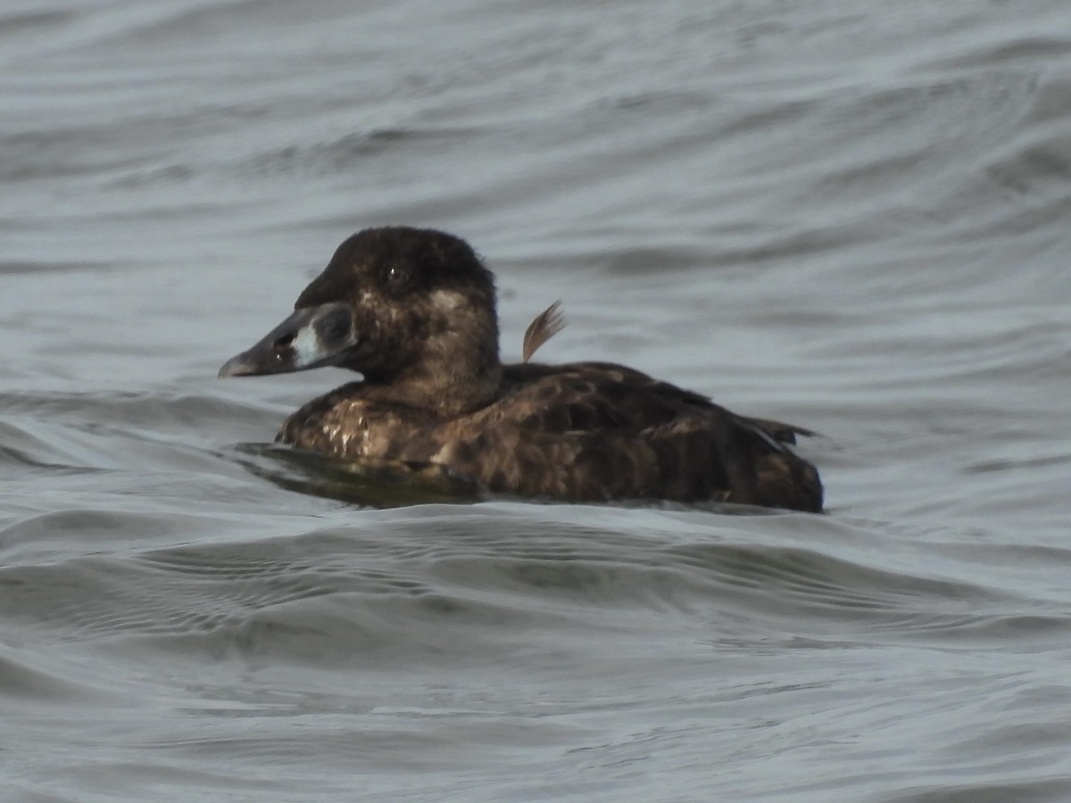 Surf Scoter - ML642661582
