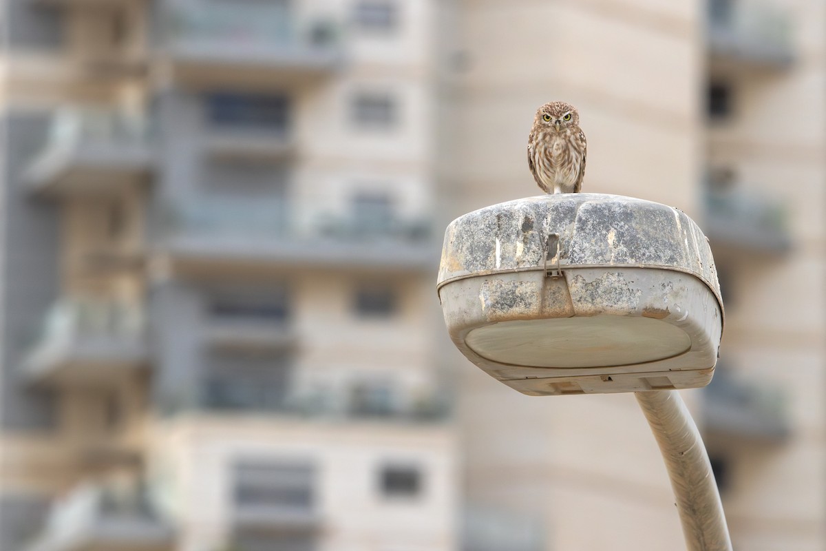 Little Owl - ML642661591