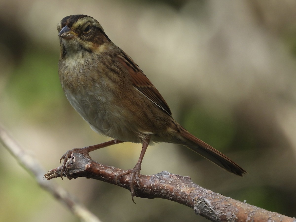 Swamp Sparrow - ML642661593