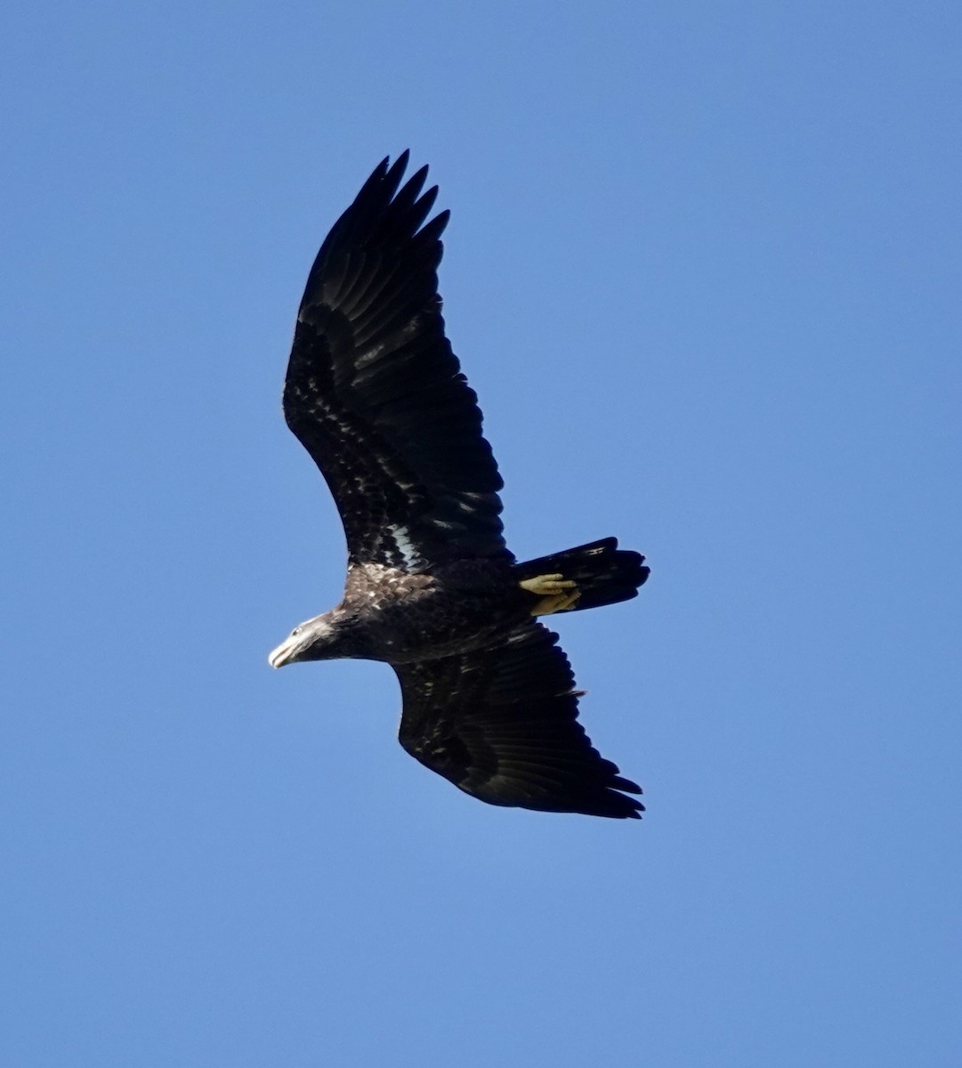 Bald Eagle - ML642661602