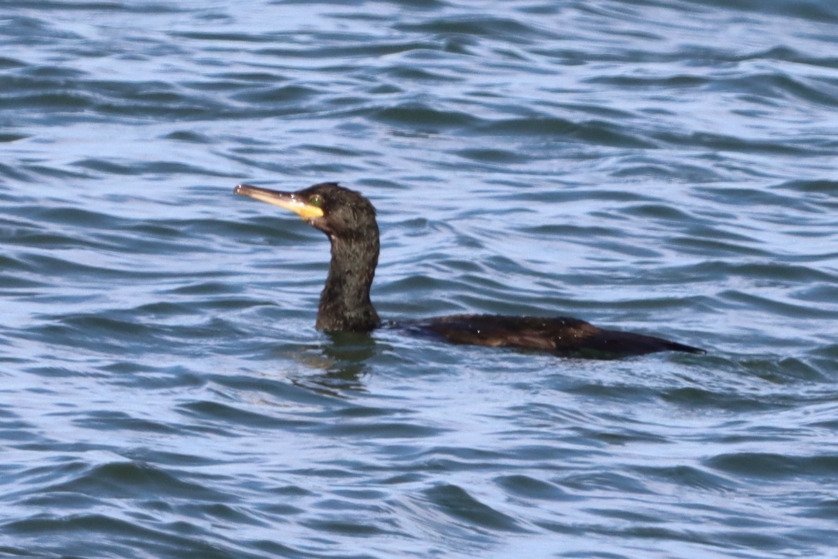 European Shag - ML642661651