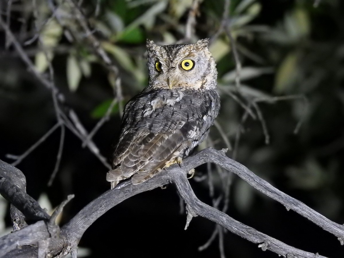 Whiskered Screech-Owl - ML642661656