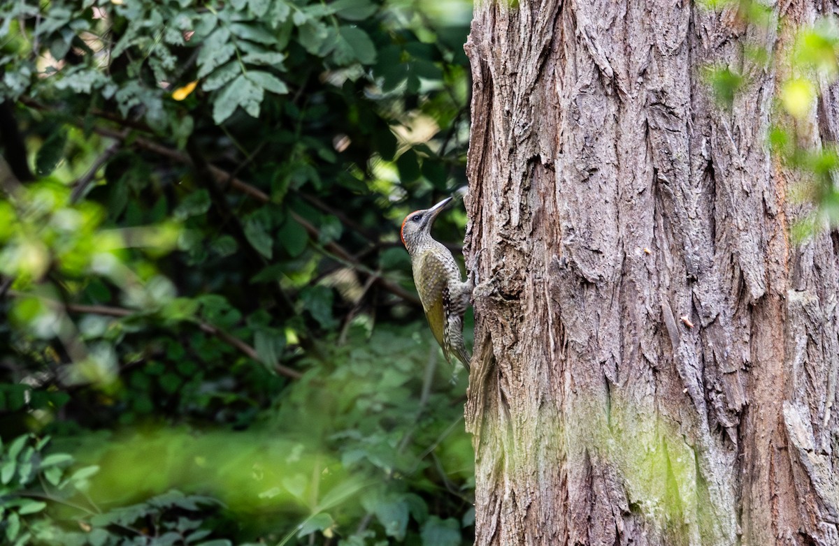 Eurasian Green Woodpecker - ML642661657