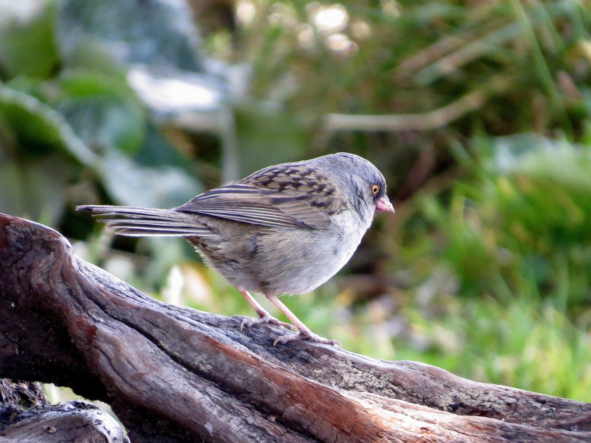 Volcano Junco - ML642661672