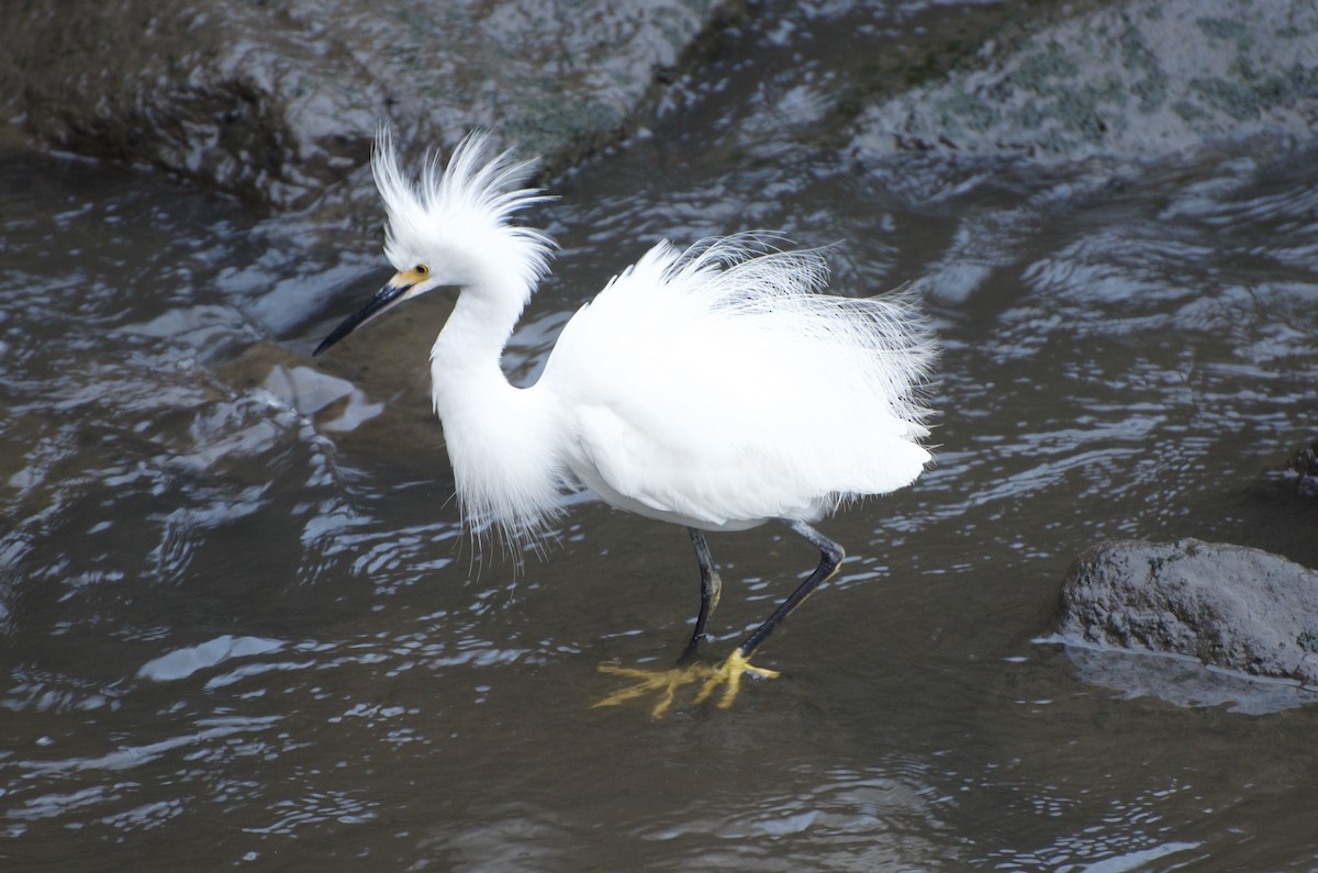 Snowy Egret - ML642661674
