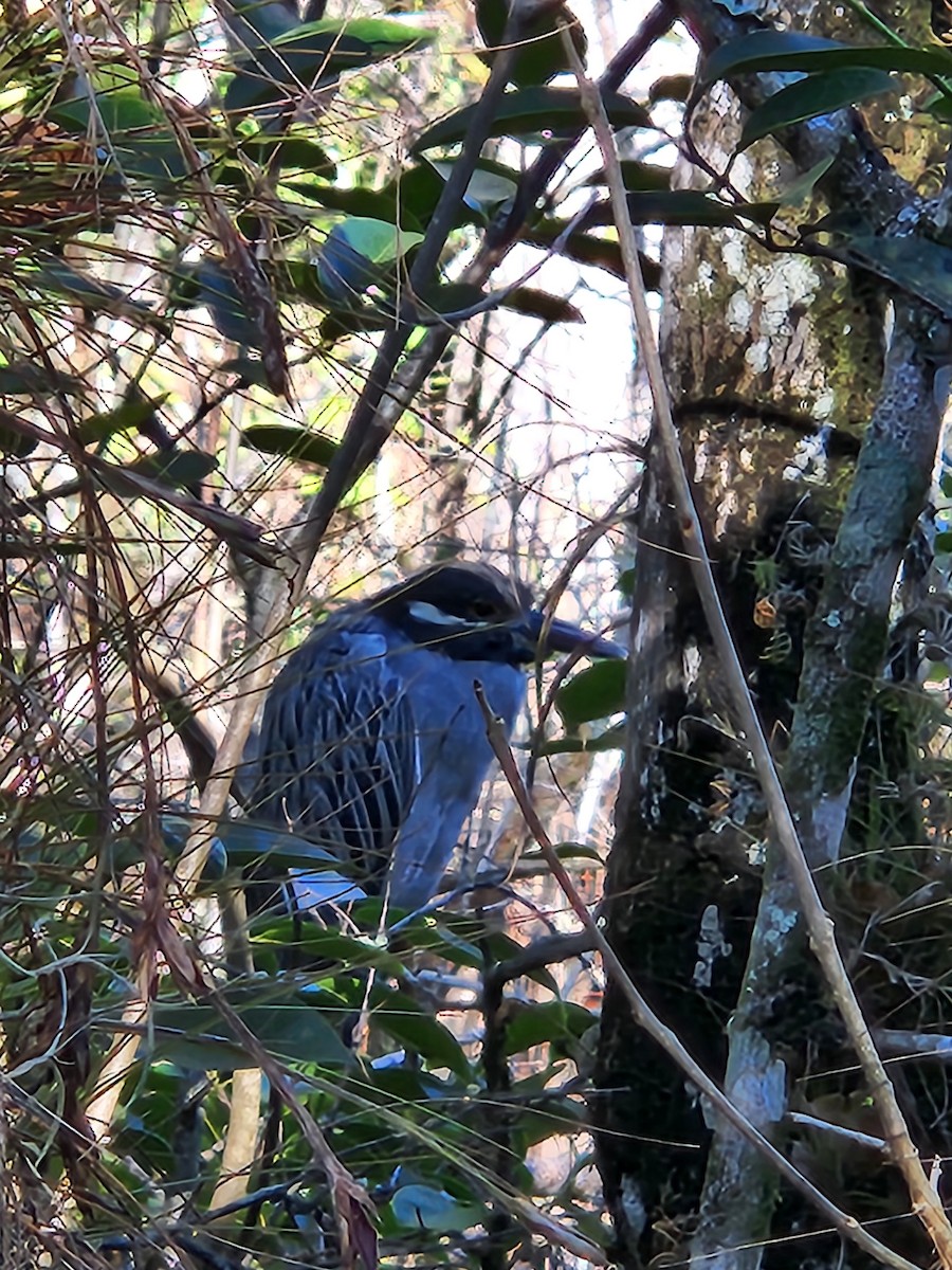 Yellow-crowned Night Heron - ML642661686