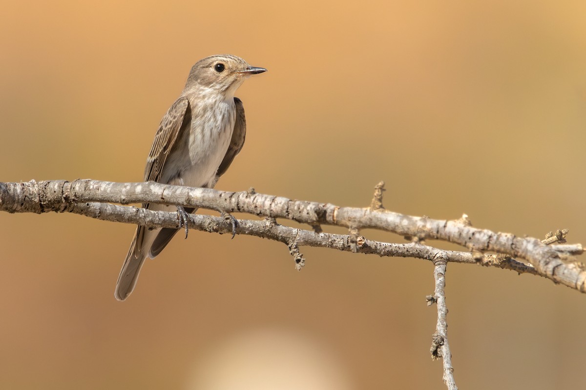 Spotted Flycatcher - ML642661688