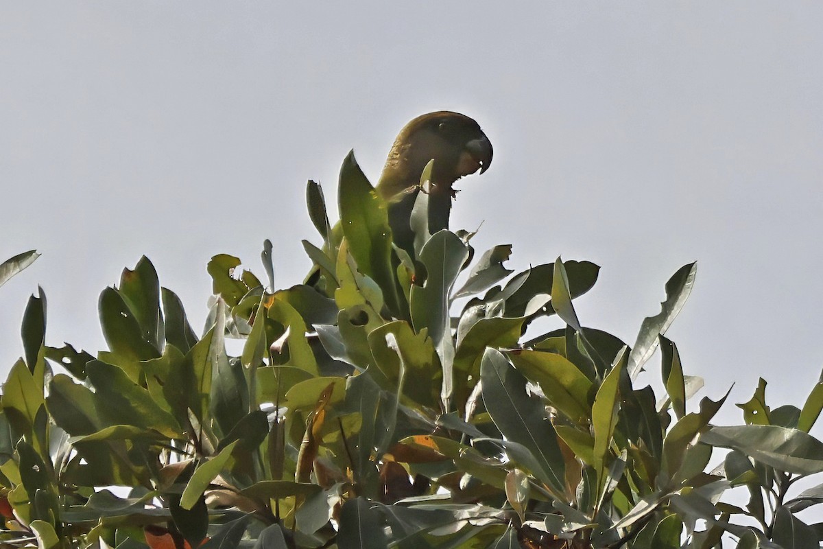 Brown-headed Parrot - ML642661699