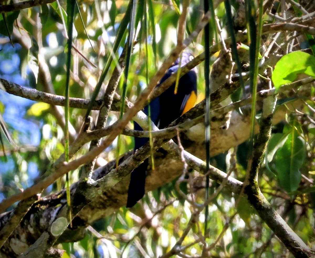 Green-backed Trogon - ML642661712