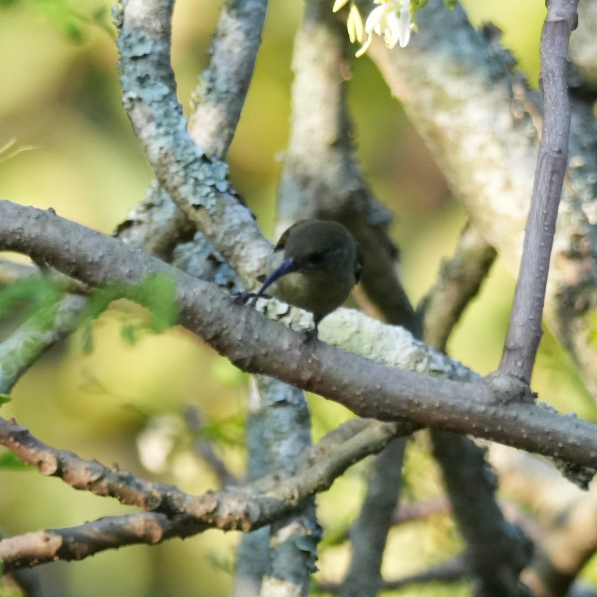 Olive Sunbird - ML642661720