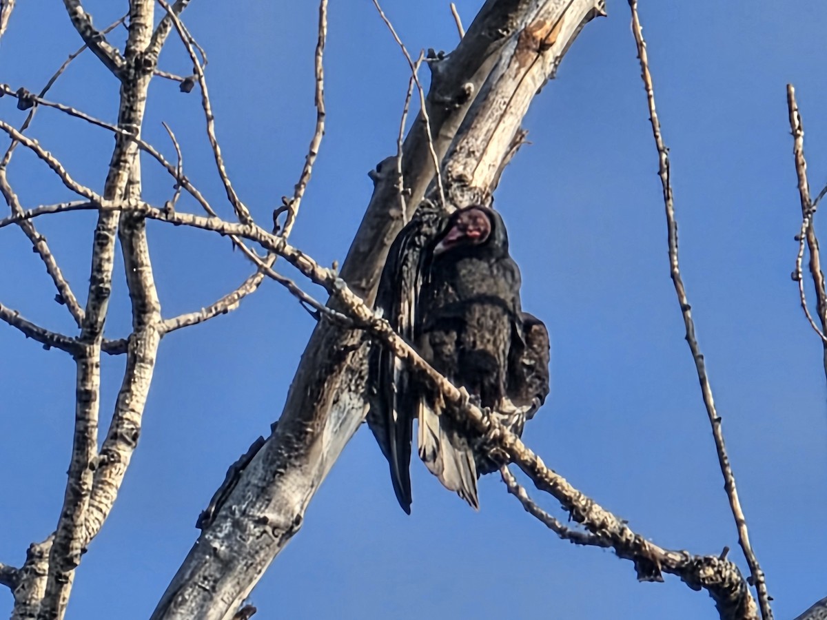 Turkey Vulture - ML642661721
