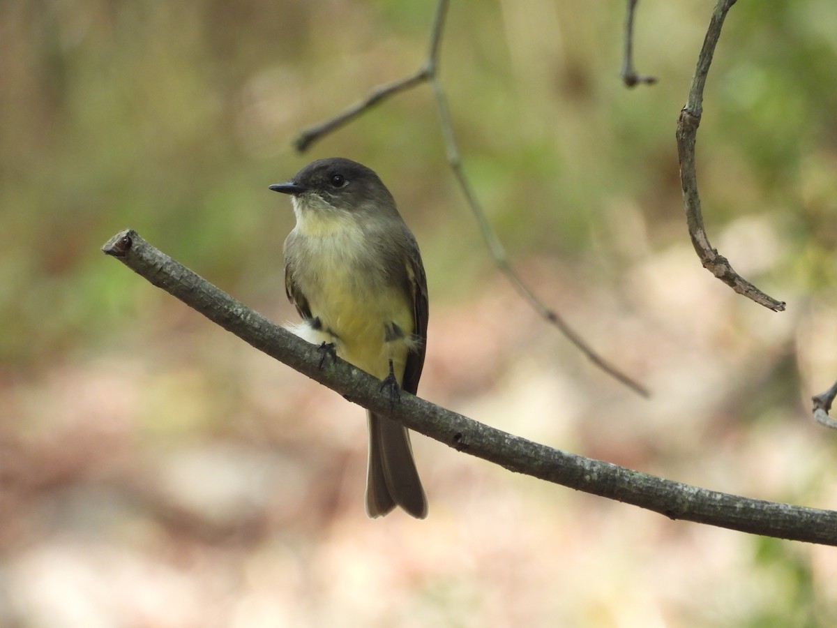 Eastern Phoebe - ML642661727