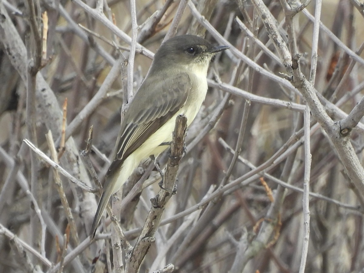 Eastern Phoebe - ML642661728