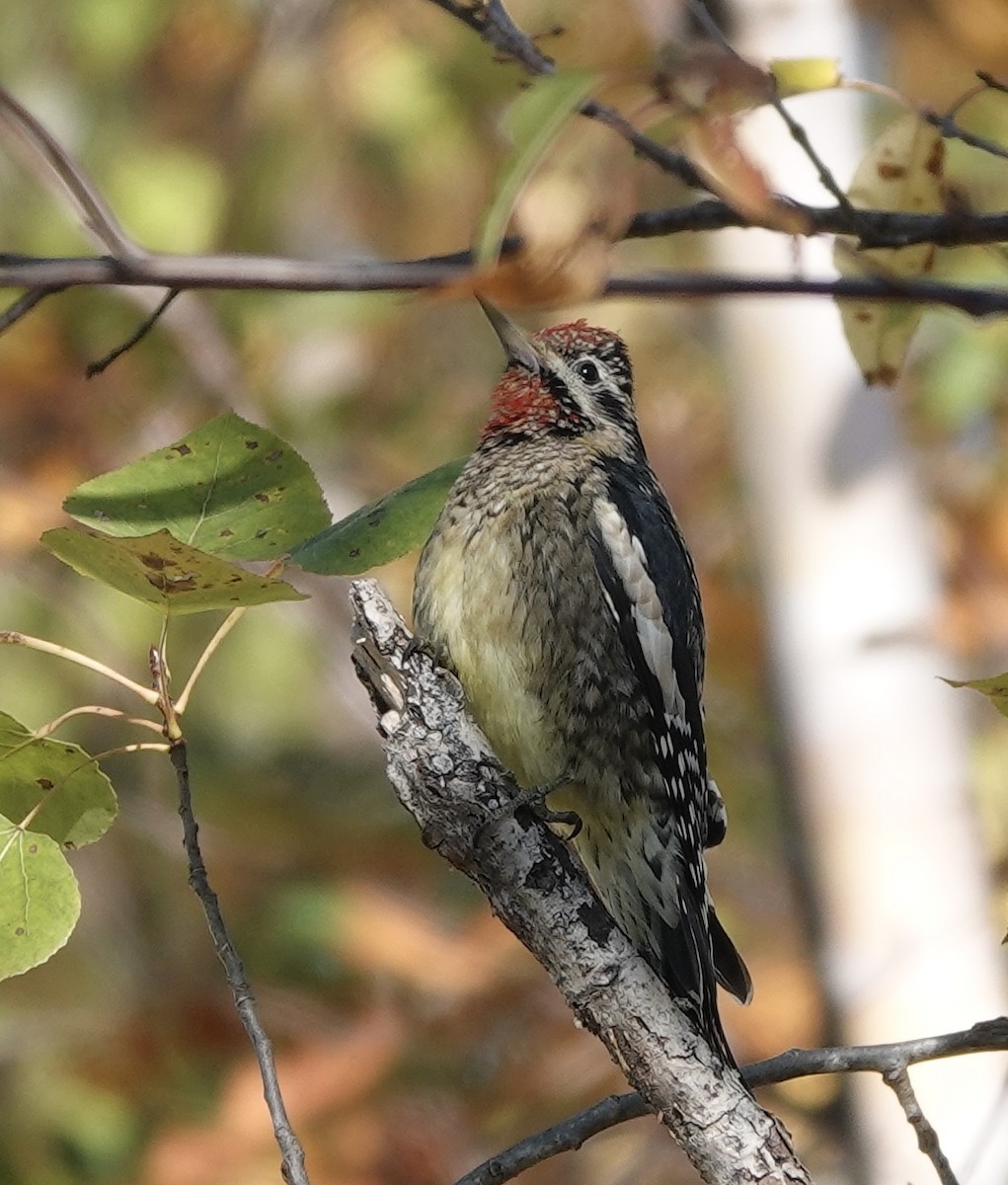 Yellow-bellied Sapsucker - ML642661737