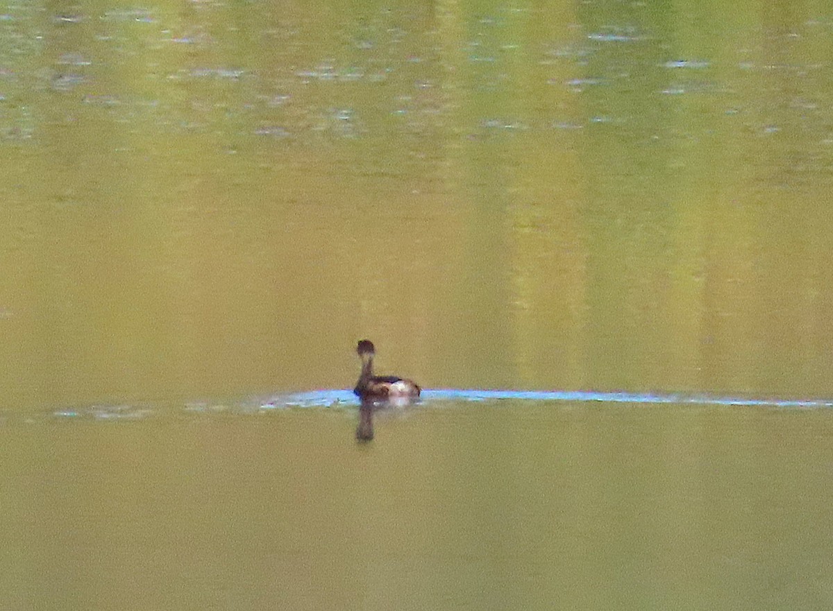 Pied-billed Grebe - ML642661738