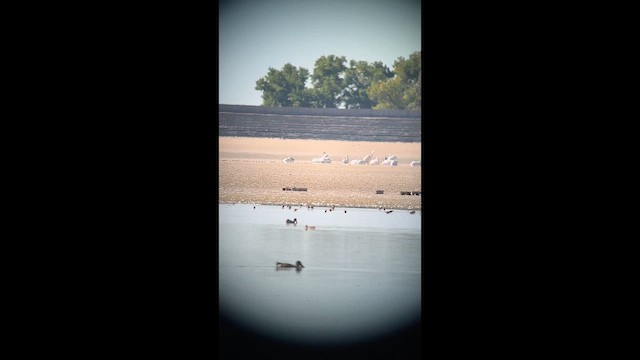 American White Pelican - ML642661742