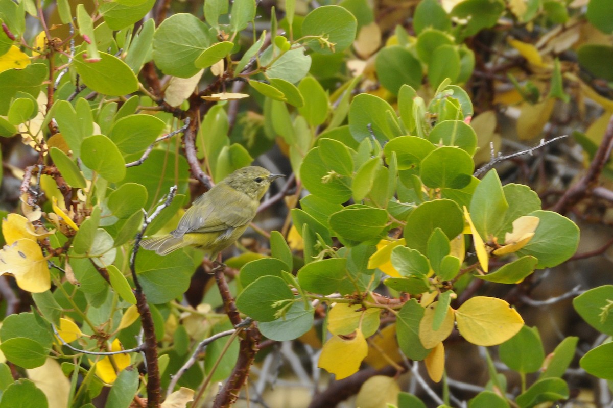 Orange-crowned Warbler (lutescens) - ML642661752