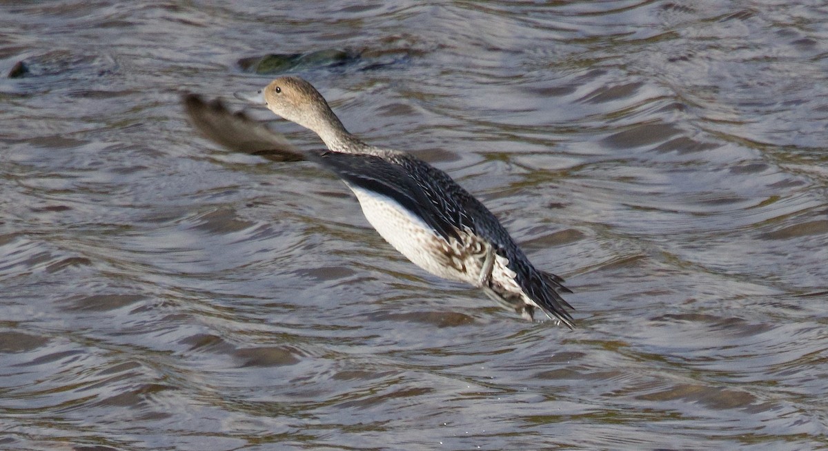 Northern Pintail - ML642661755