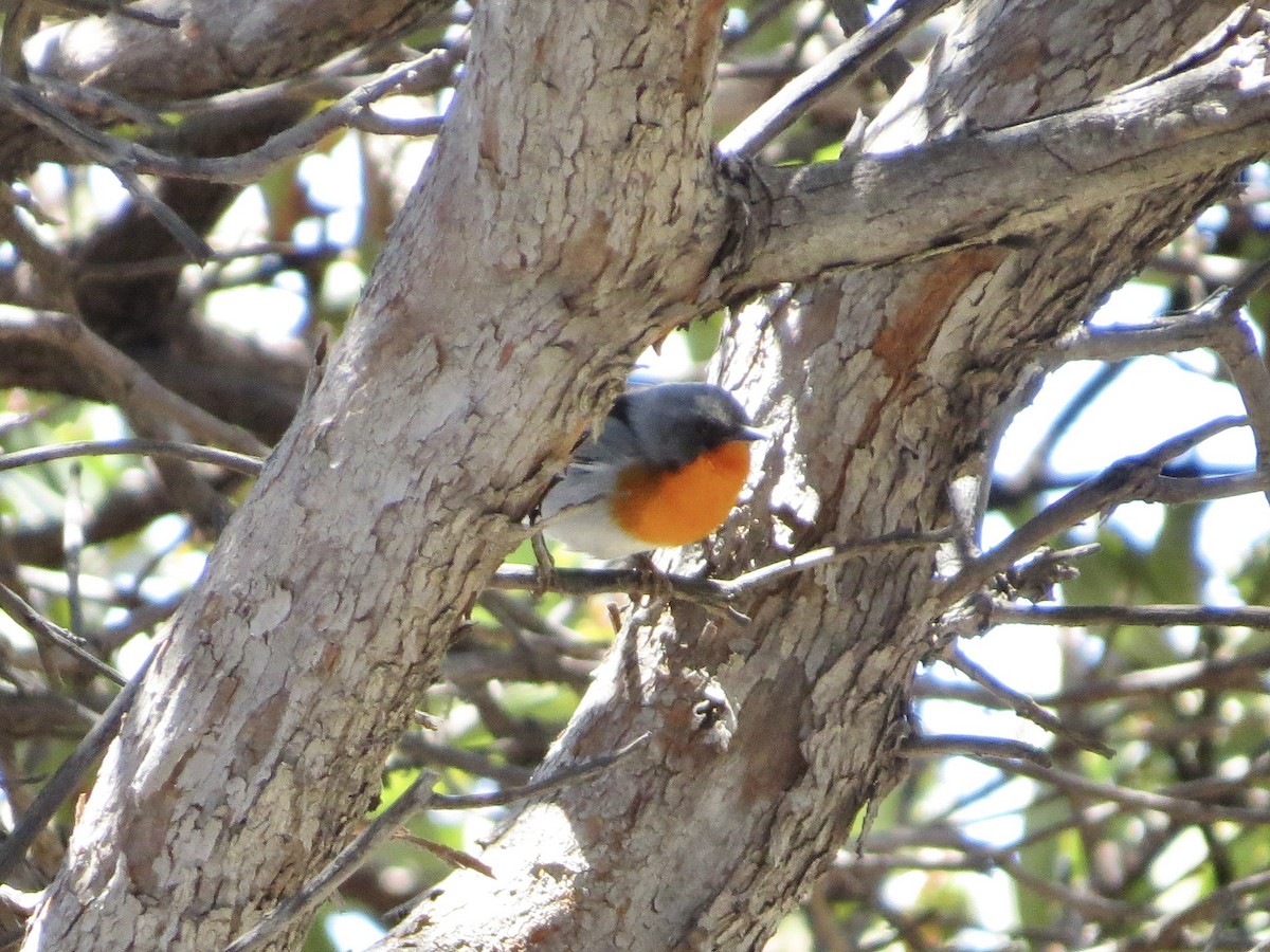 Flame-throated Warbler - ML642661757