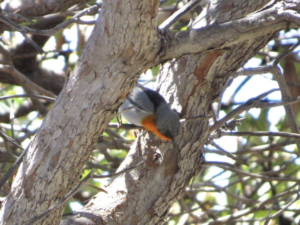 Flame-throated Warbler - ML642661758
