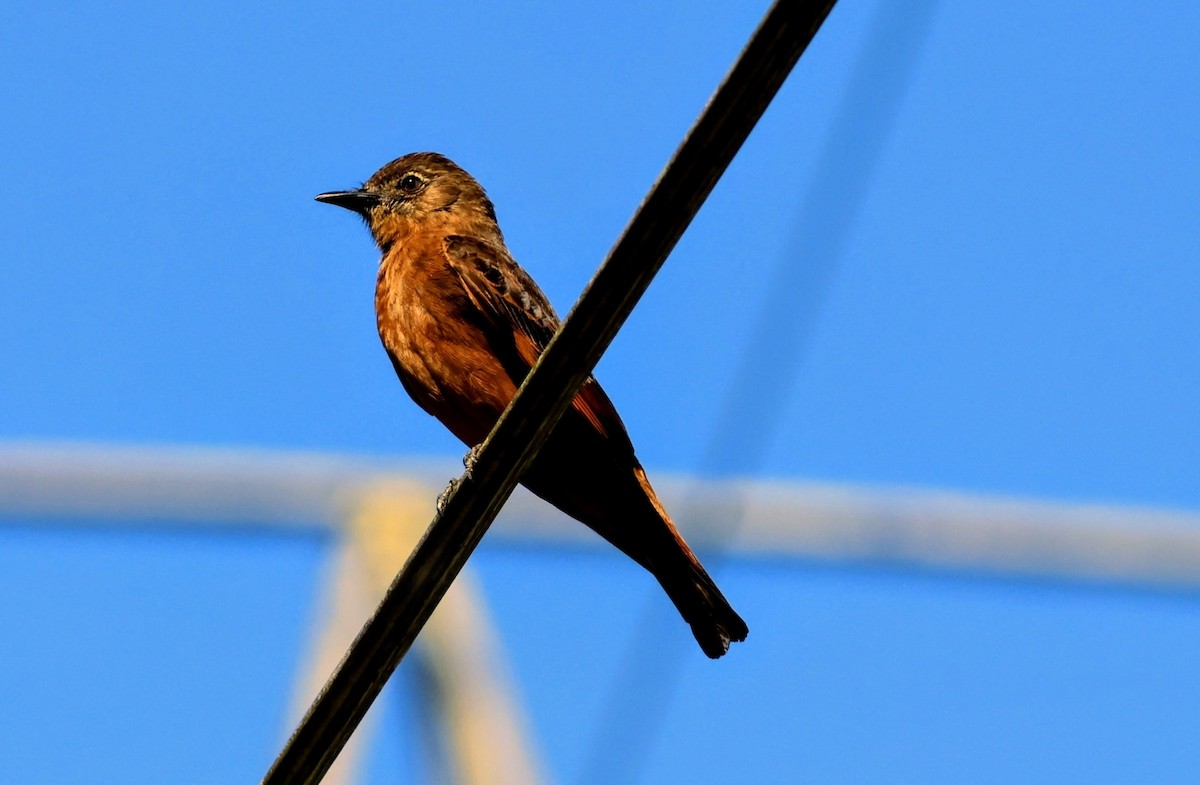 Cliff Flycatcher - ML642661759