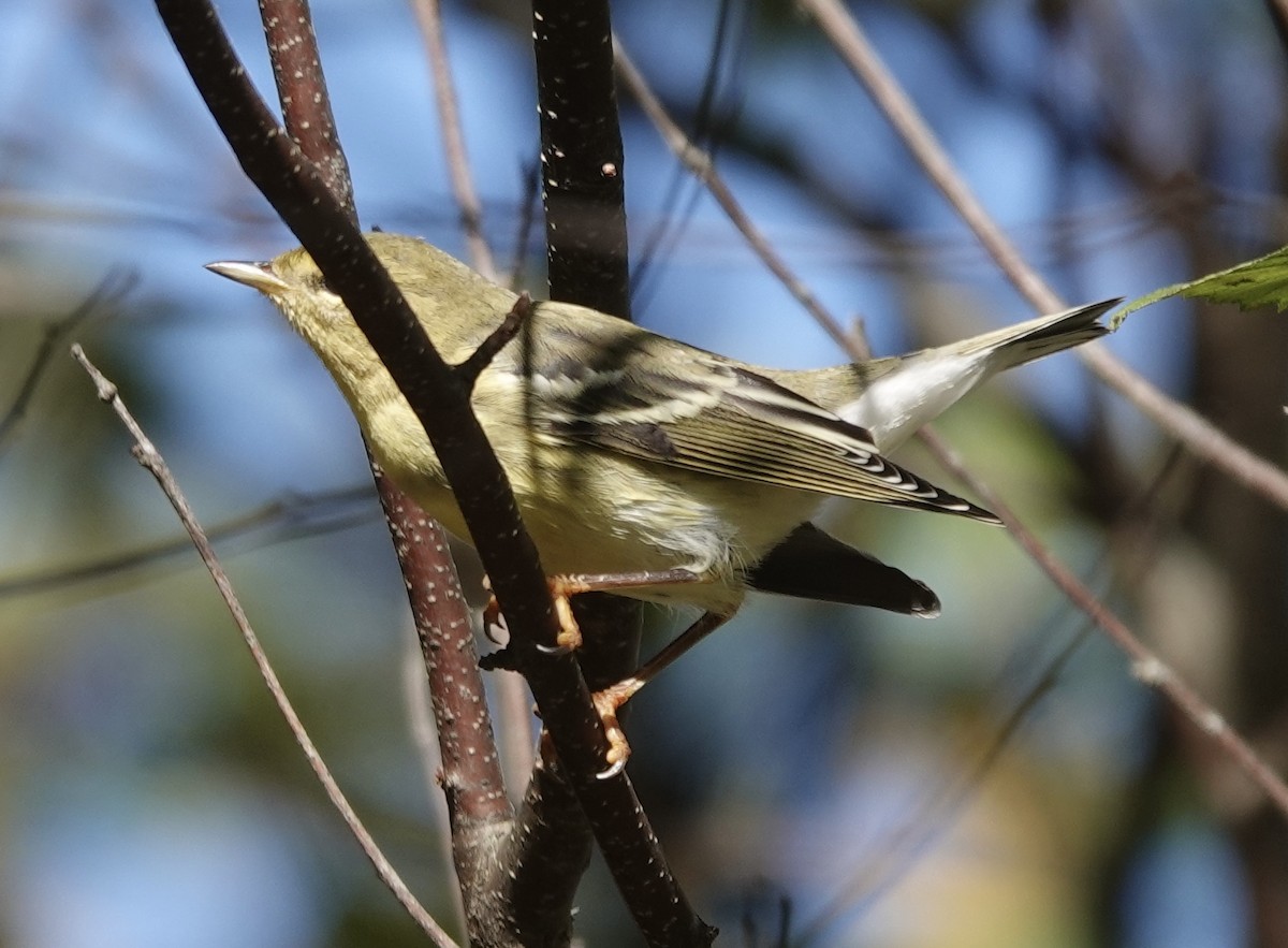 Blackpoll Warbler - ML642661761