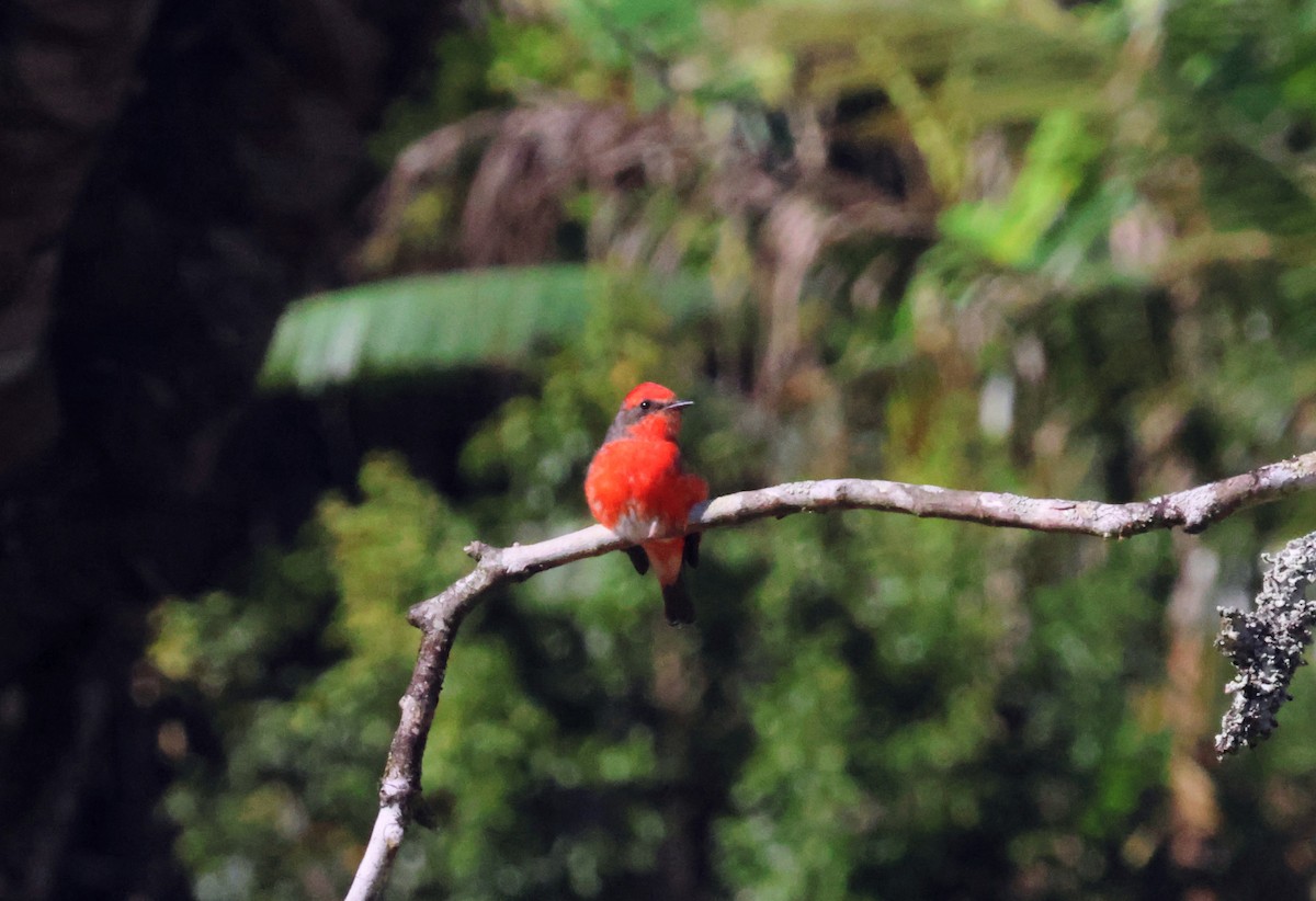Vermilion Flycatcher - ML642661764