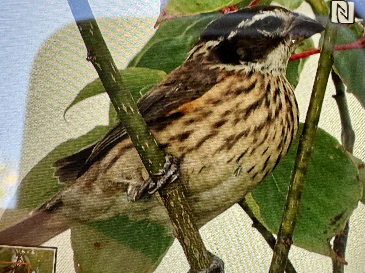 Rose-breasted Grosbeak - ML642661769