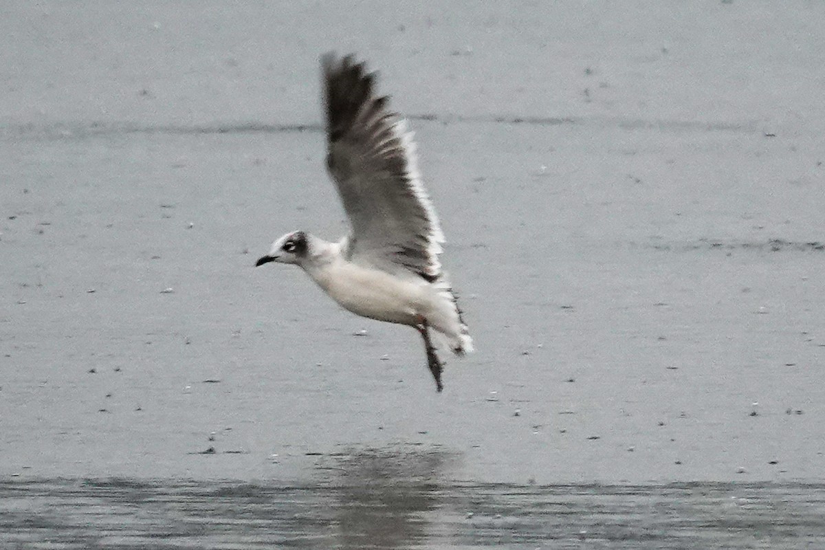 Mouette de Franklin - ML642661772