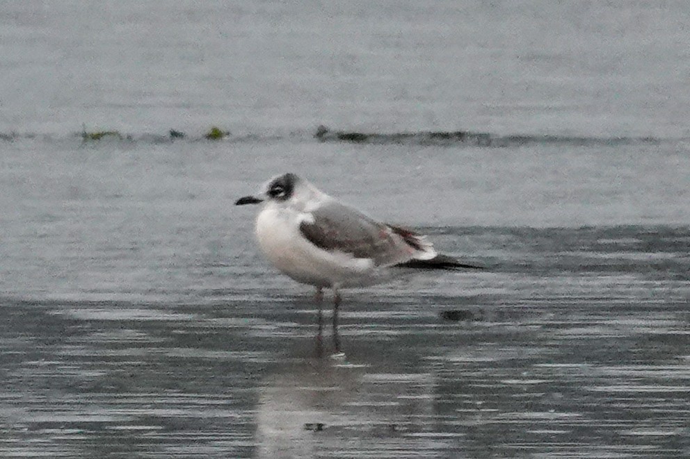 Mouette de Franklin - ML642661773