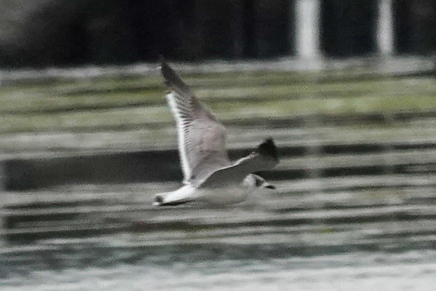 Mouette de Franklin - ML642661774