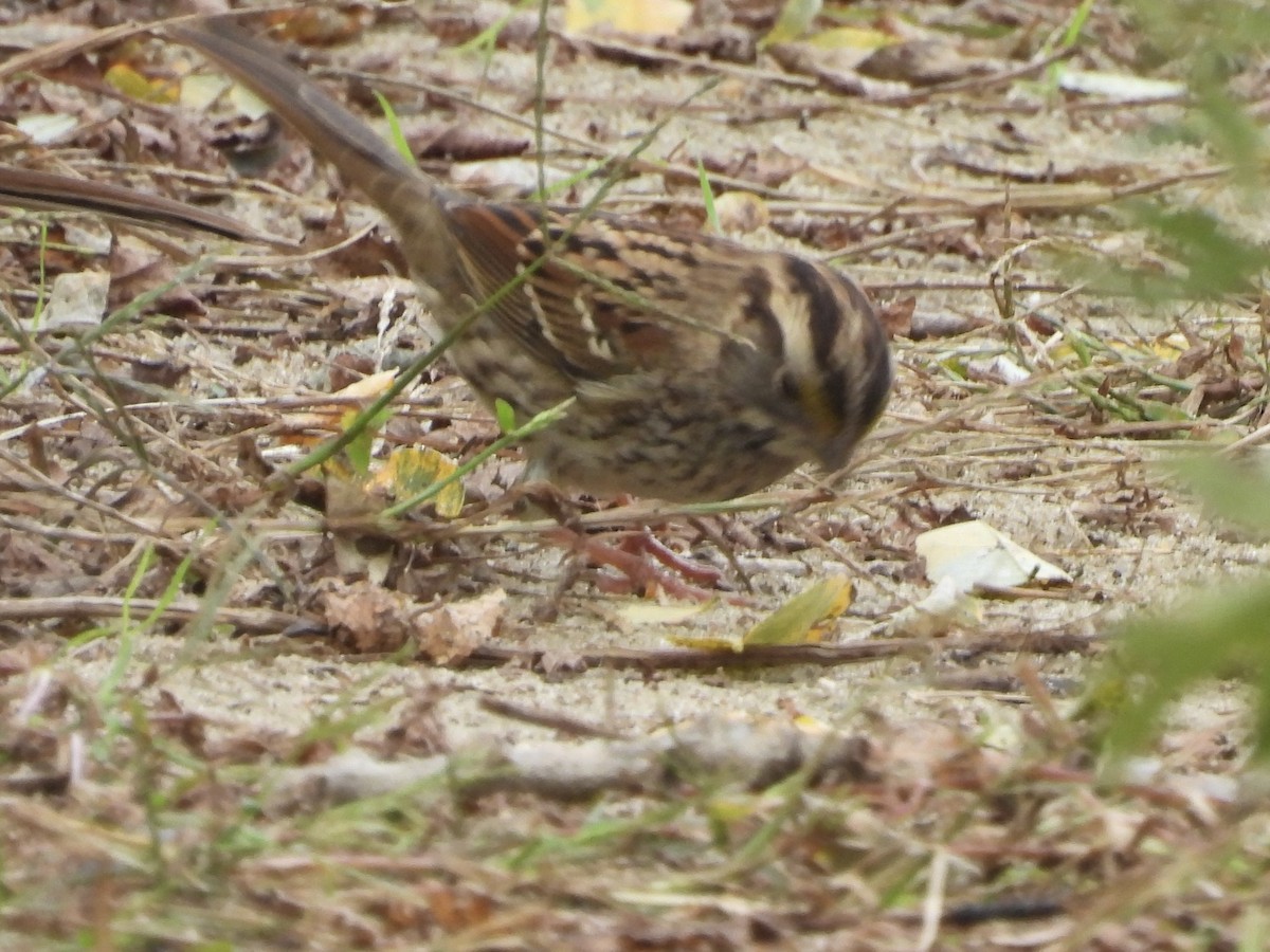 White-throated Sparrow - ML642661798