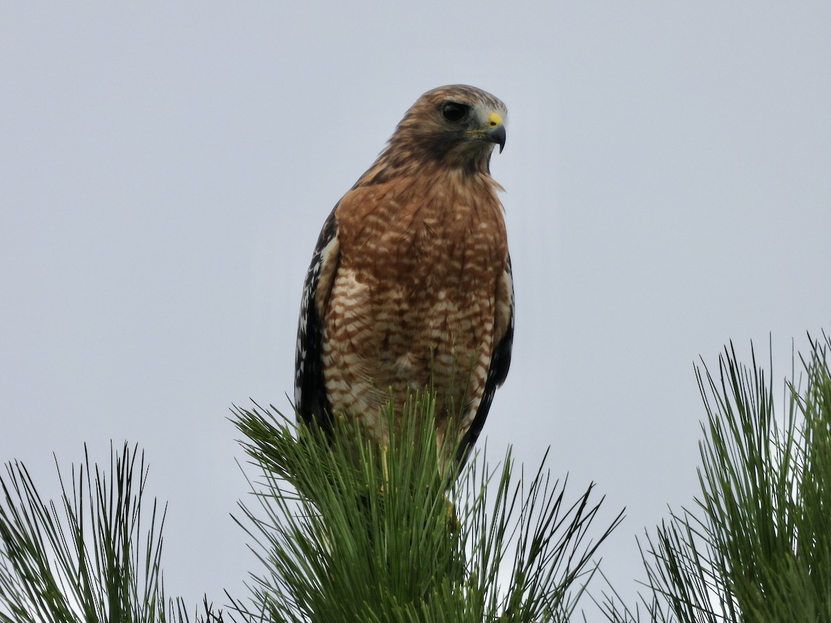 Red-shouldered Hawk - ML642661802