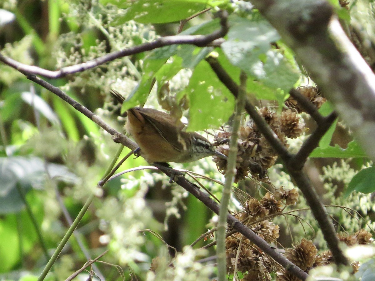 Cabanis's Wren - ML642661803