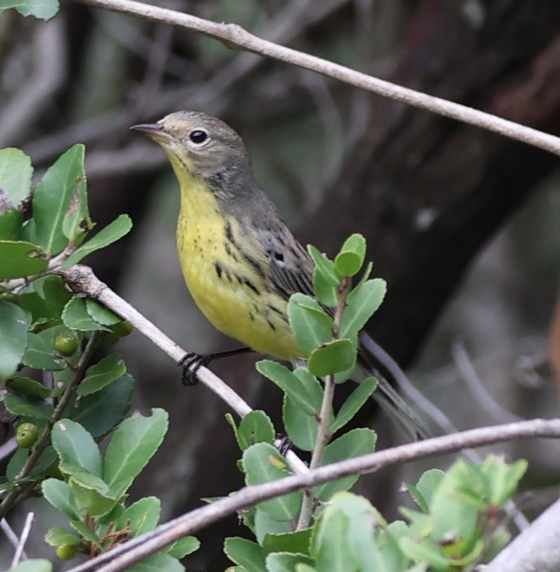Kirtland's Warbler - ML642661807
