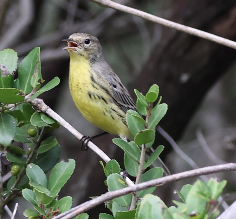 Kirtland's Warbler - ML642661808