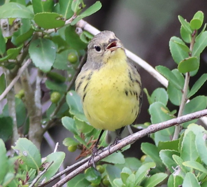 Kirtland's Warbler - ML642661809