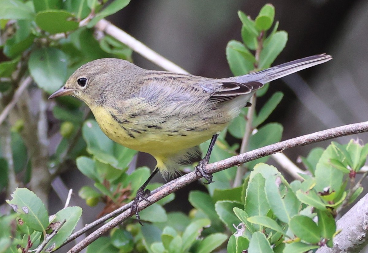 Kirtland's Warbler - ML642661810
