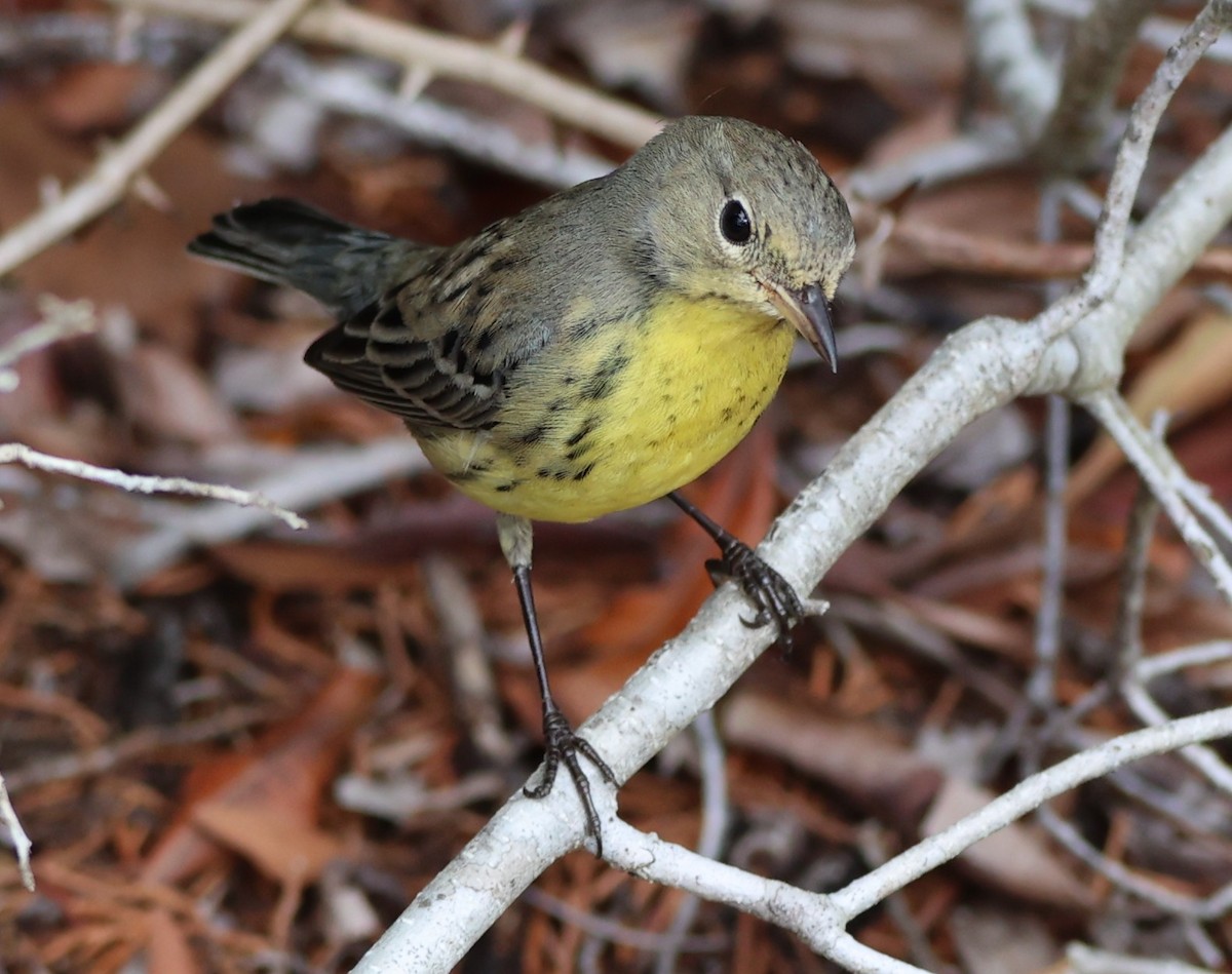 Kirtland's Warbler - ML642661811
