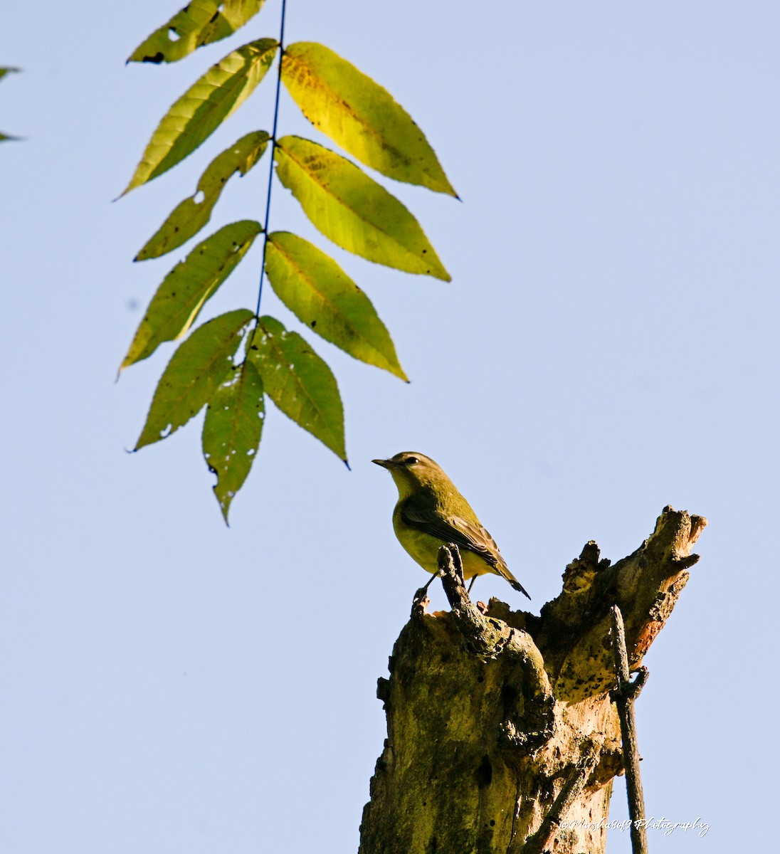 Philadelphia Vireo - ML642661814