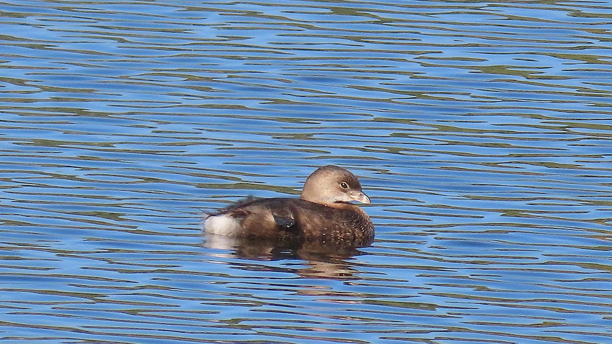 Pied-billed Grebe - ML642661838