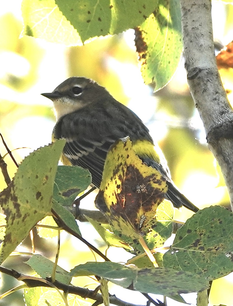 Yellow-rumped Warbler - ML642661839