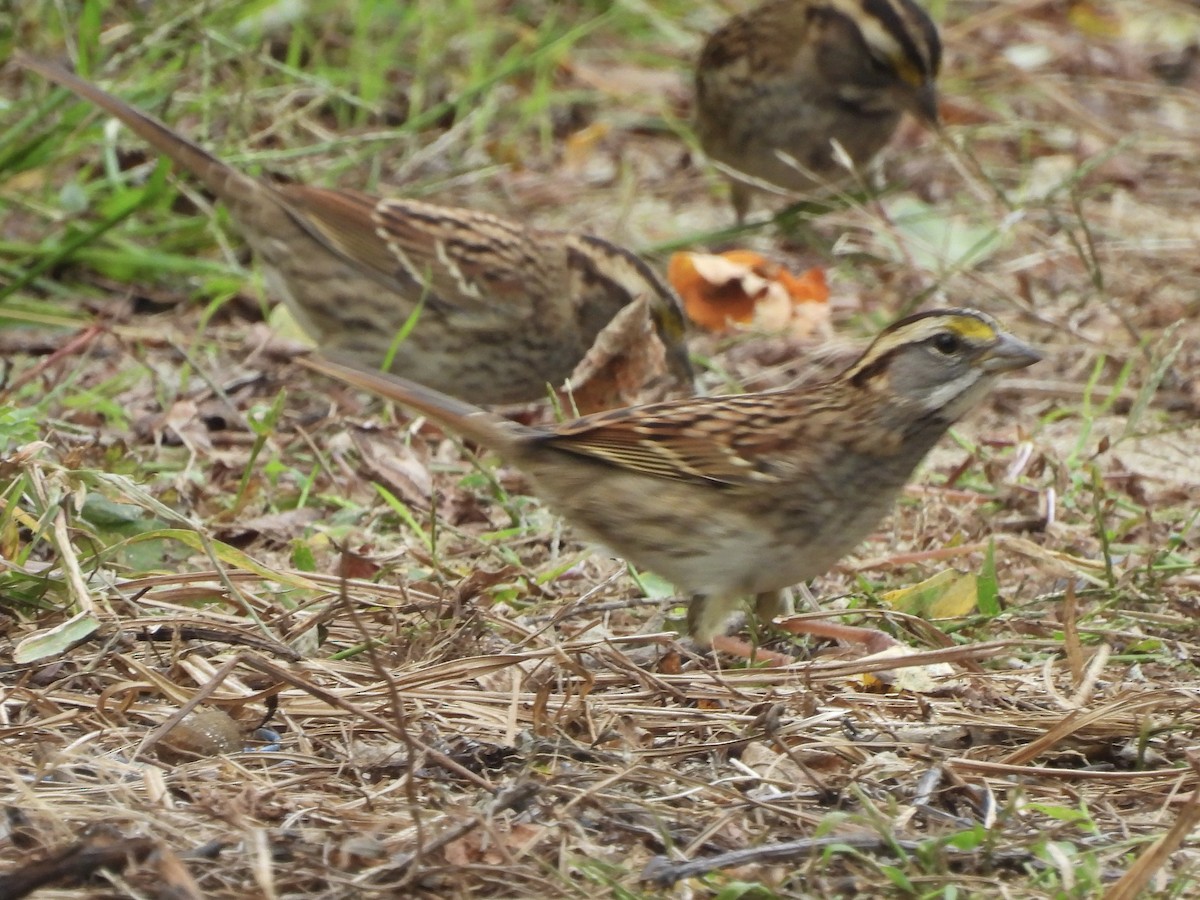 White-throated Sparrow - ML642661848