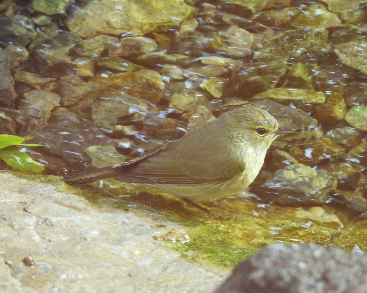 Orange-crowned Warbler - ML642661865