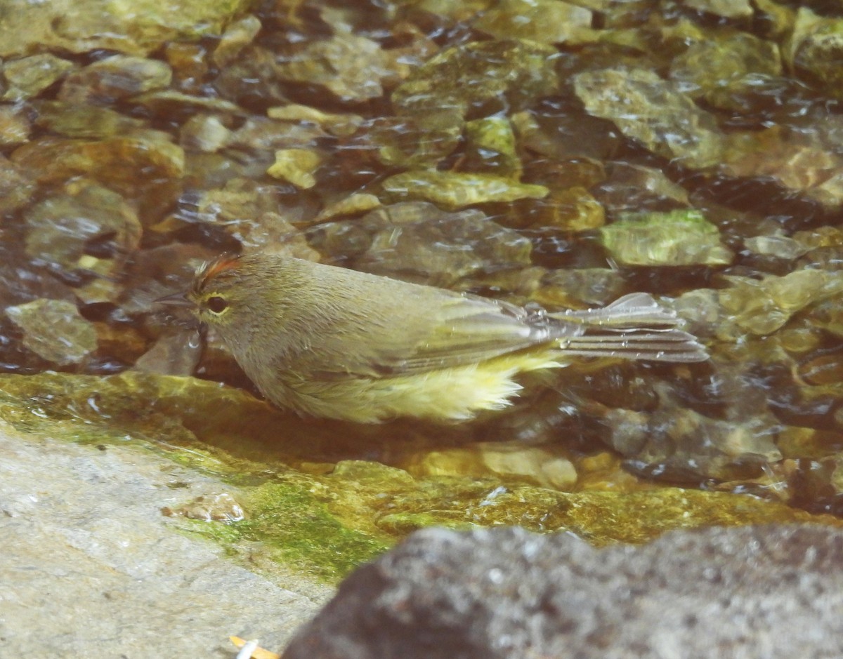 Orange-crowned Warbler - ML642661870