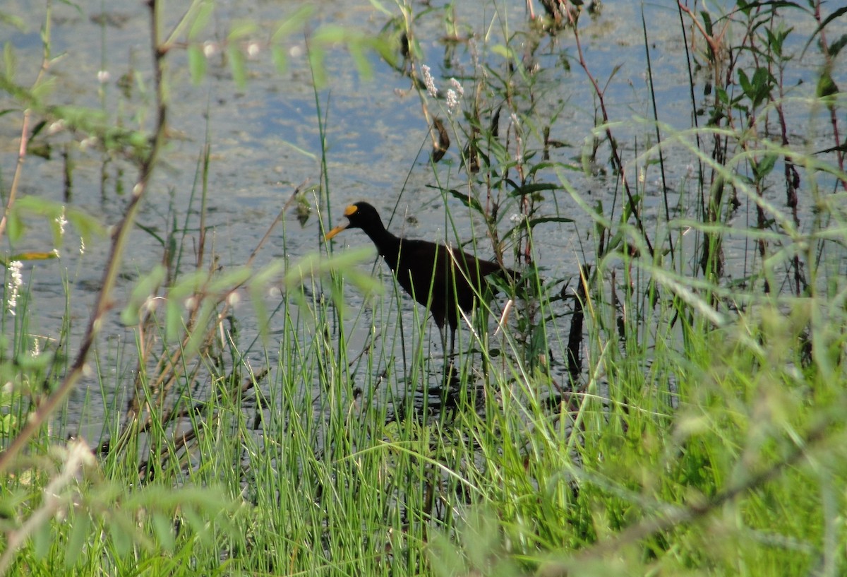 Northern Jacana - ML642661877